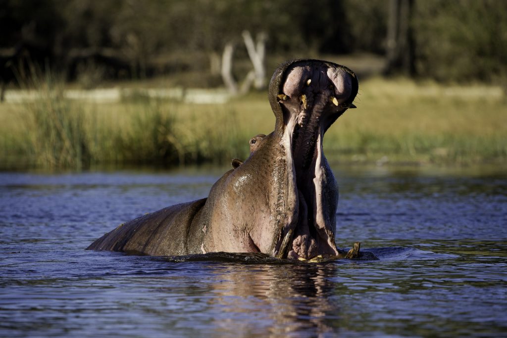 Botswana e Cascate Vittoria