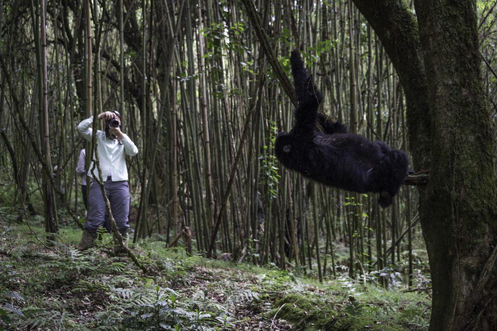 gorillas africa