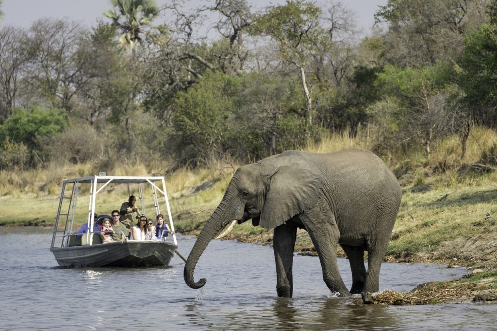 Elephant close to Victoria Falls