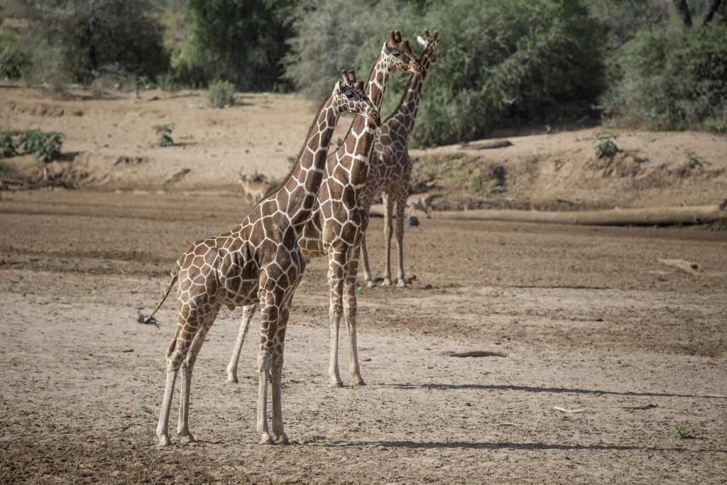 safari lusso kenya