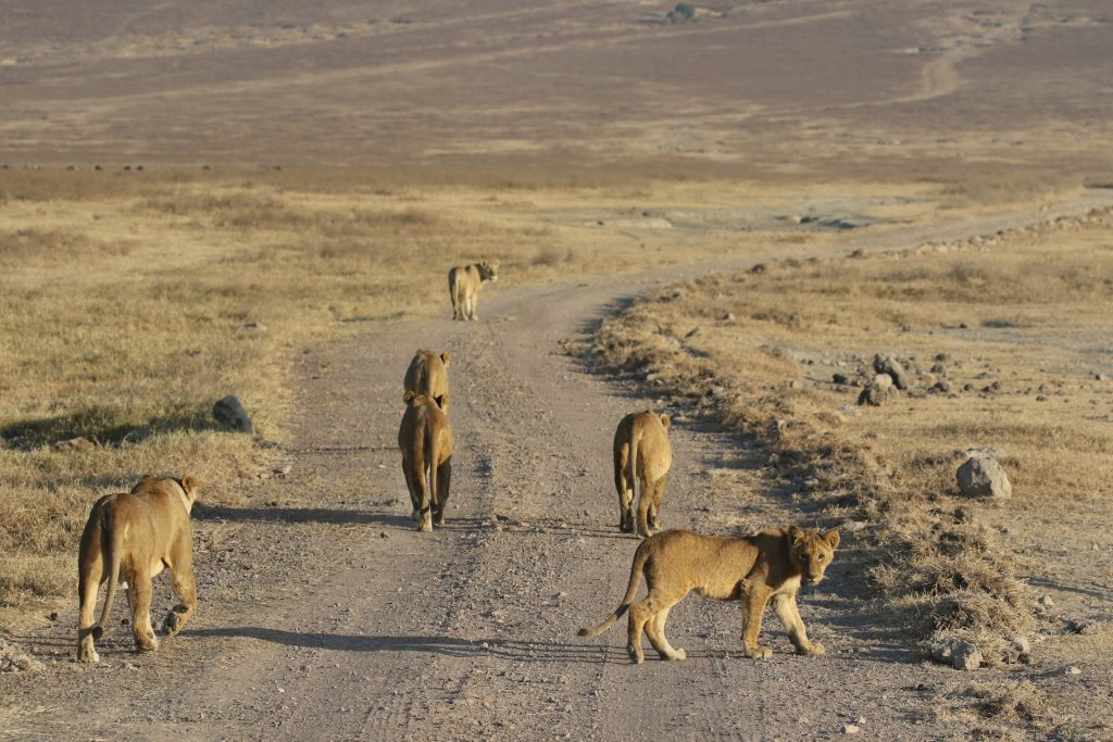 Tanzania's Northern Circuit