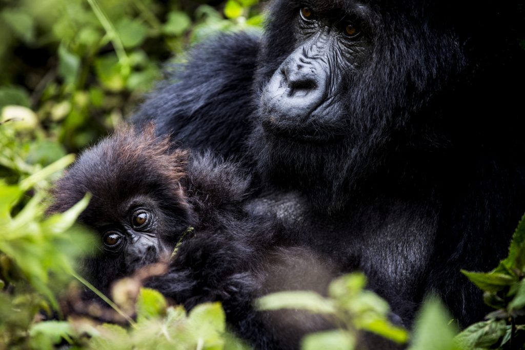 Gorilla Africa