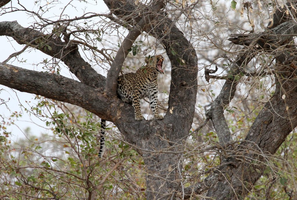 Rockfig Lodge Sudafrica