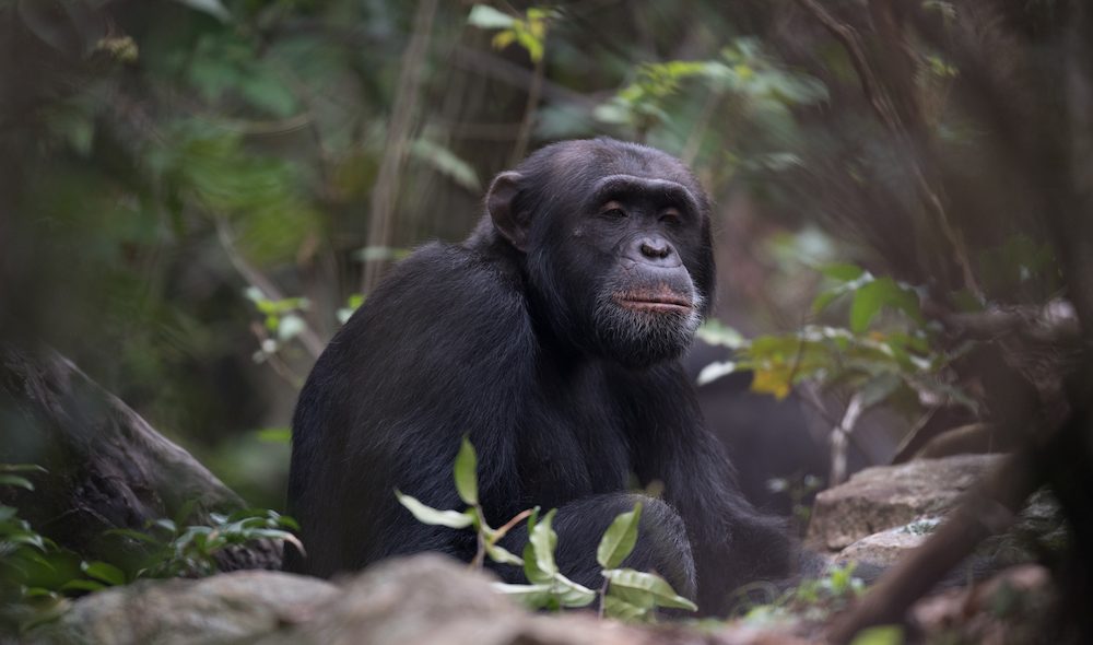 Tanzania safari e primati