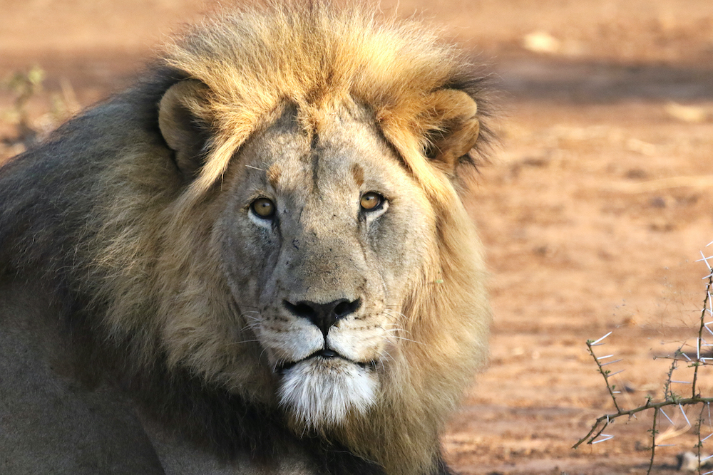 leone alla Madikwe Game Reserve in Sudafrica