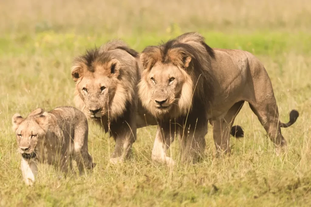 Pilanesberg National Park
